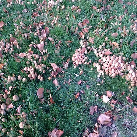 Nykobing Falster Vandrehjem * Nykøbing Falster