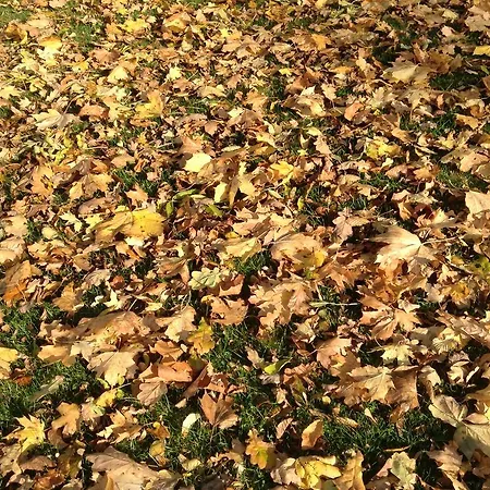 Vandrarhem Nykobing Falster Vandrehjem